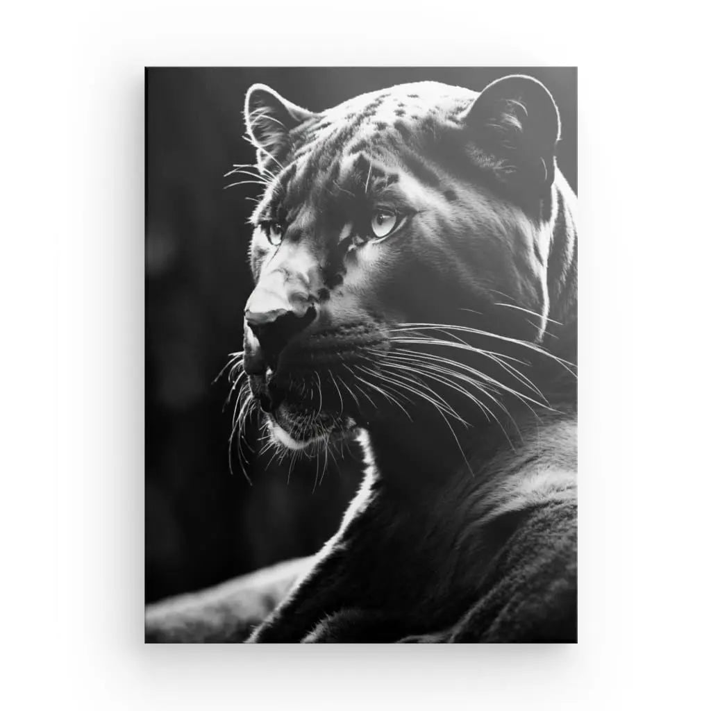 Panthère noire Pictiria